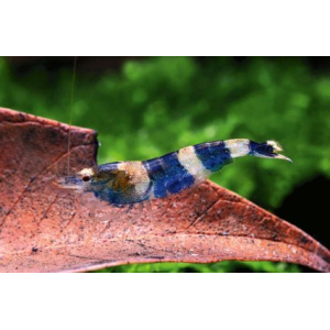 Caridina sp. Blue Crystal 1cm